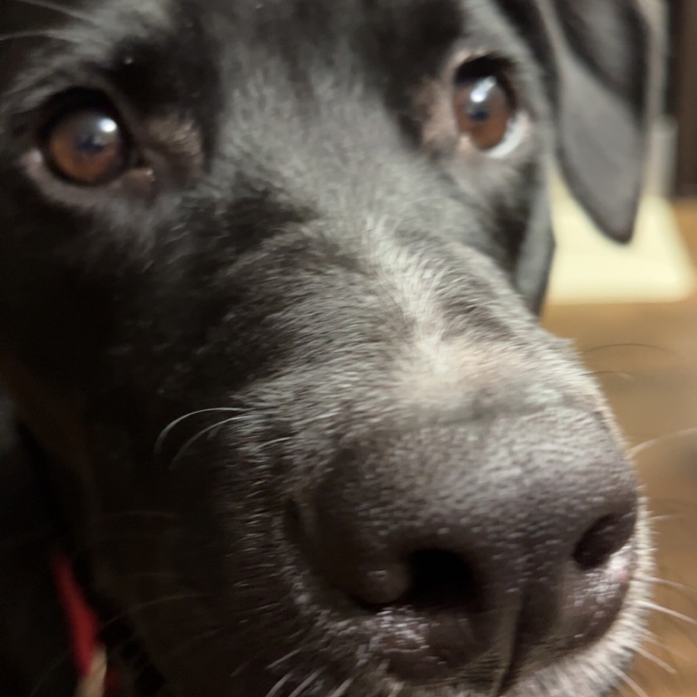 Meet your Posher, Celeste